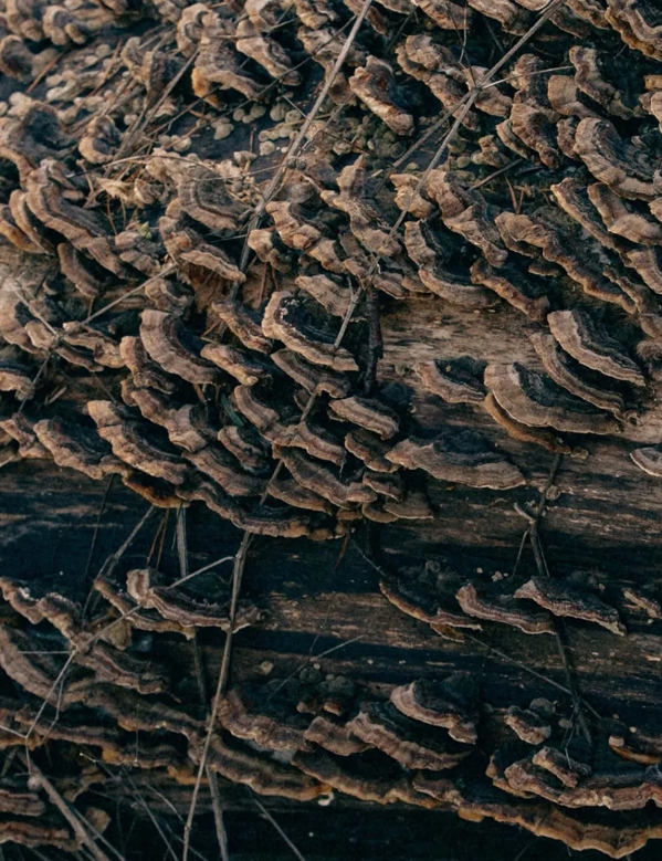 The Macallan Nurtured by Nature with Every Step Photography Tree Detail