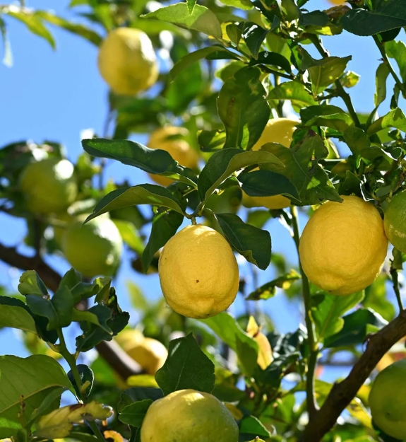 lemons on tree