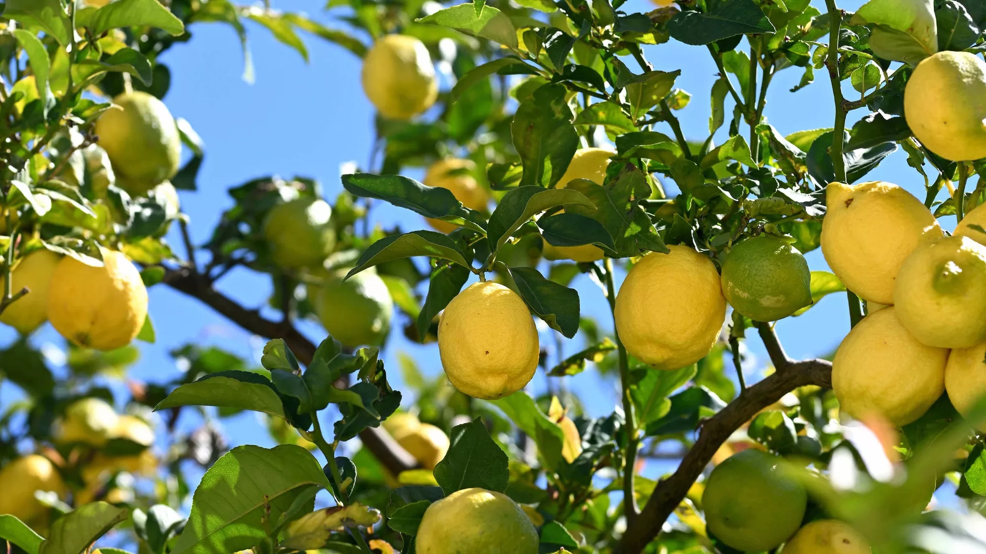 lemons on tree