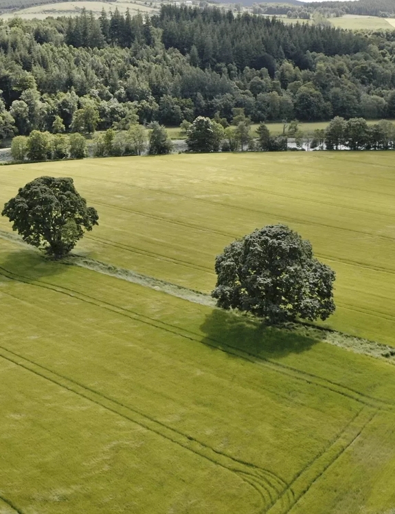 Field from Above on Macallan Estate