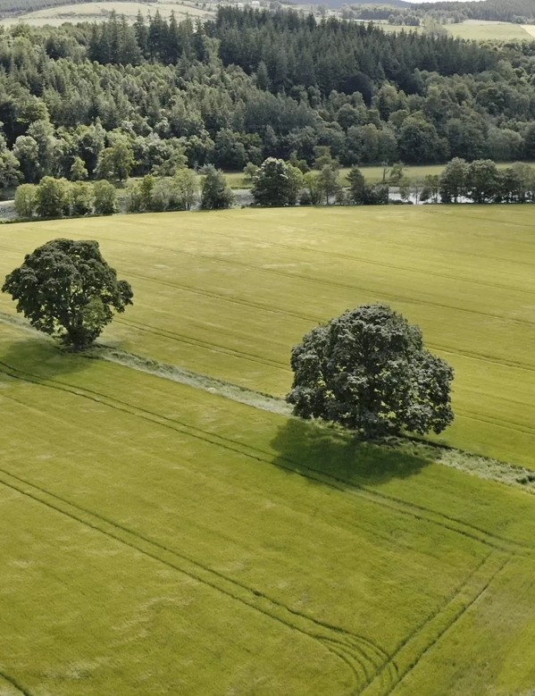 Field from Above on Macallan Estate