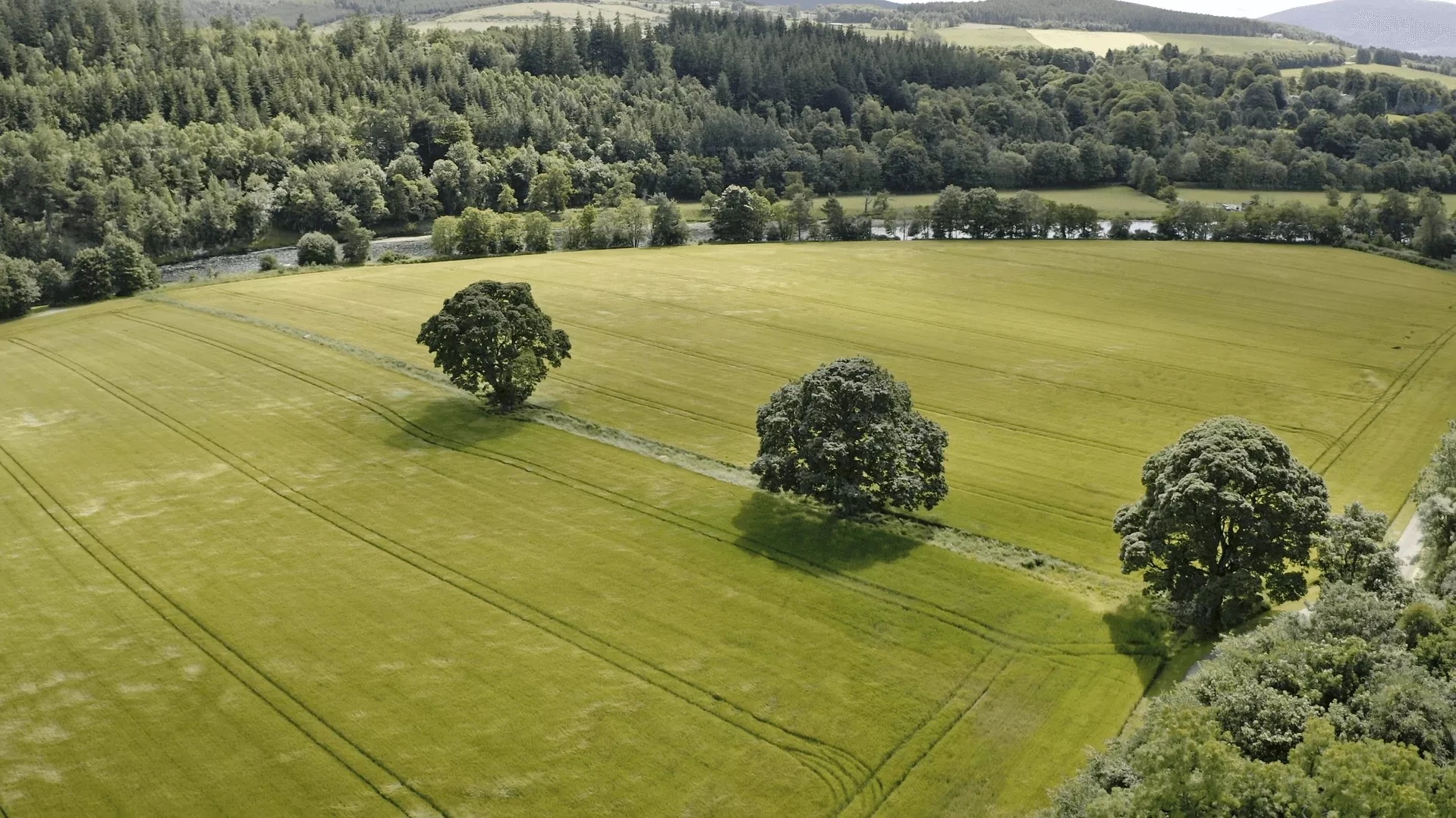 Field from Above on Macallan Estate