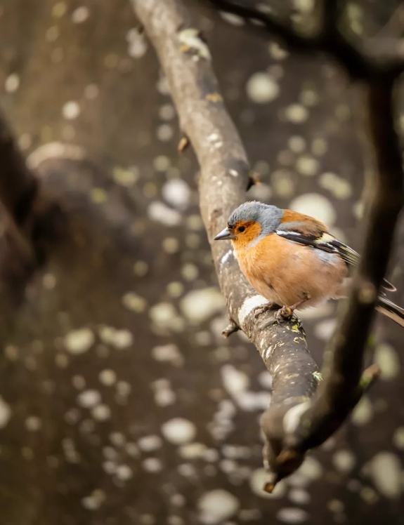 Chaffinch on The Macallan Estate
