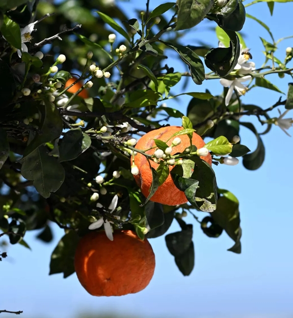 oranges in tree