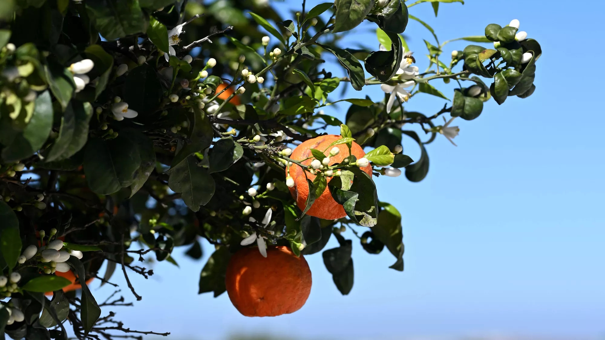oranges in tree