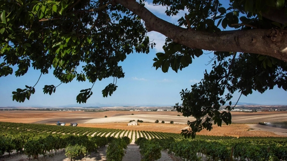 the macallan spanish fields