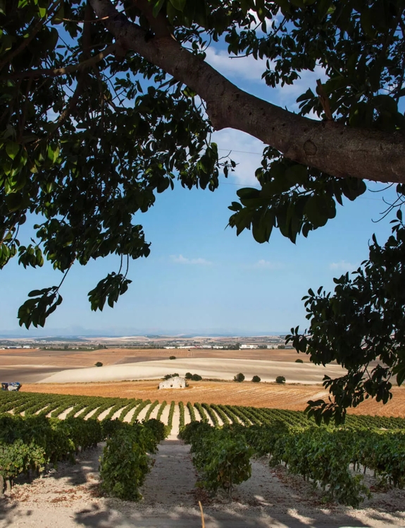 the macallan spanish fields