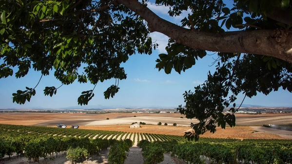 the macallan spanish fields