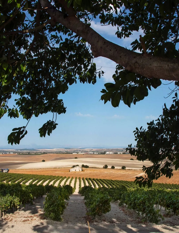 the macallan spanish fields