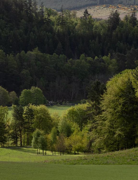 The Macallan Estate greenery 