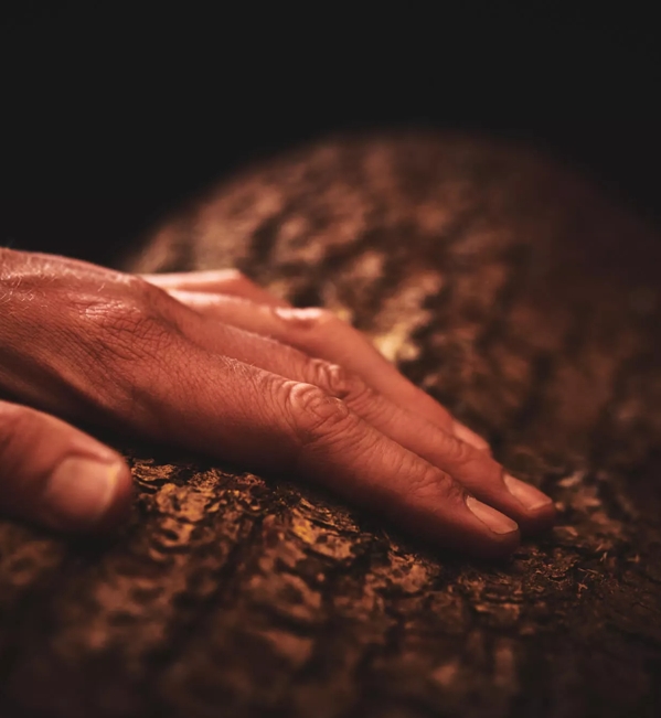 hand on tree bark