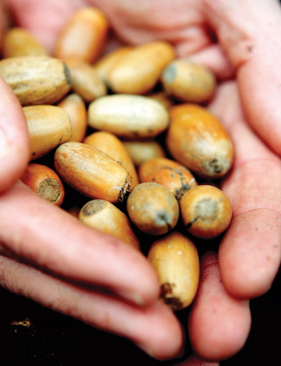 The Macallan Sustainability Acorns