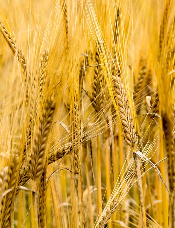 barley