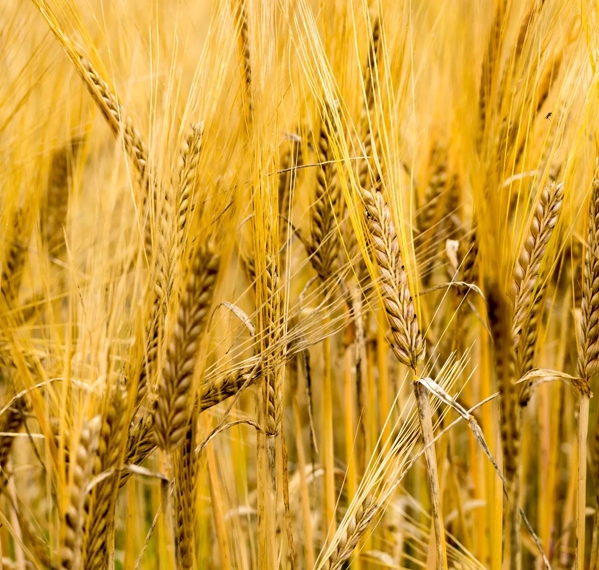barley