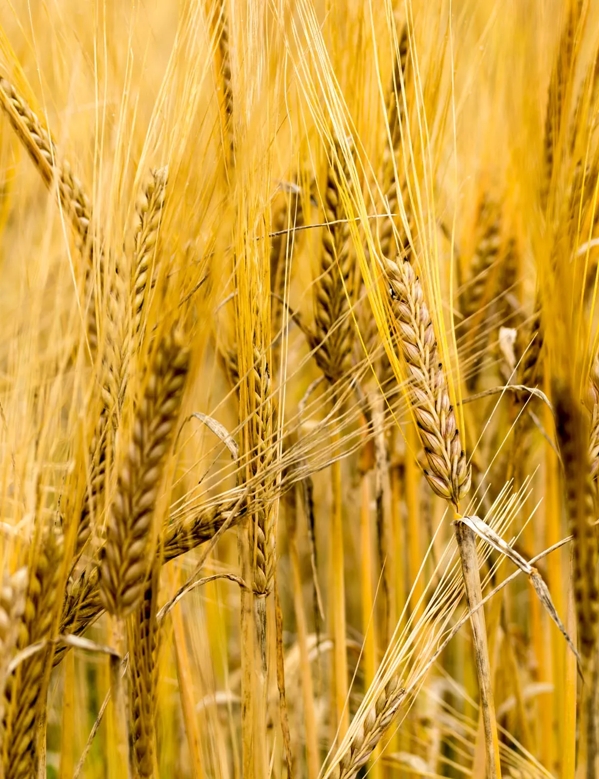 barley