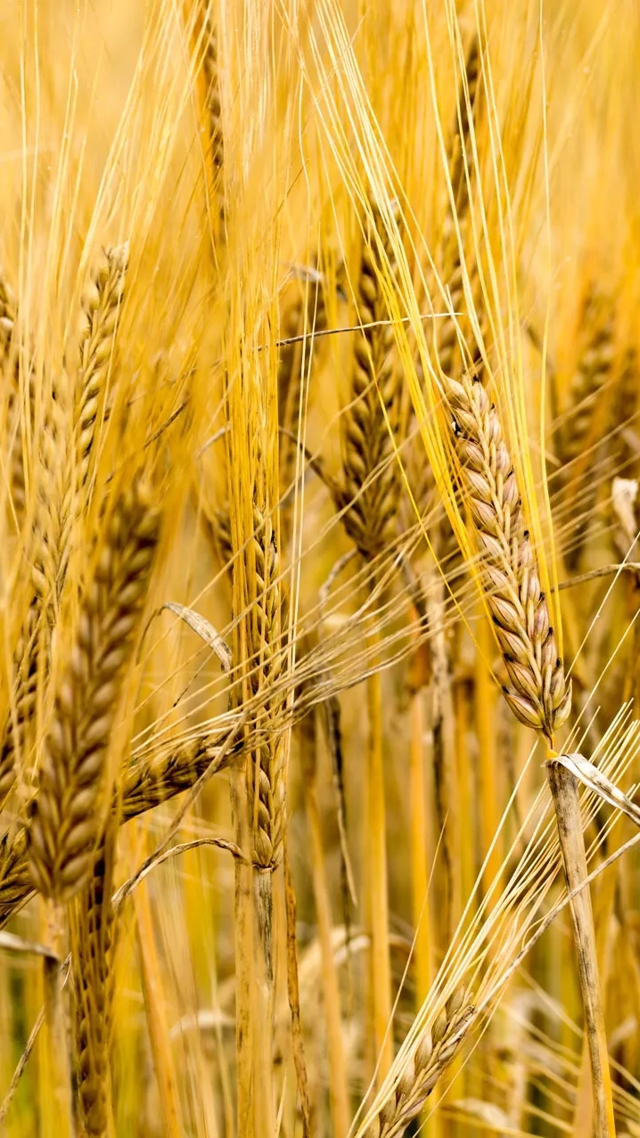 barley