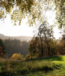 Greenery on The Macallan Estate