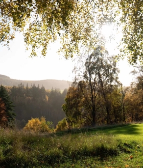 Greenery on The Macallan Estate