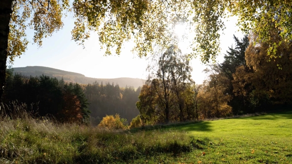Greenery on The Macallan Estate