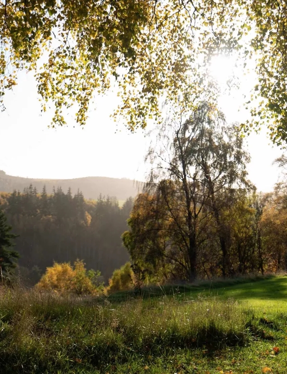 Greenery on The Macallan Estate