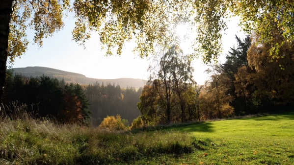 Greenery on The Macallan Estate