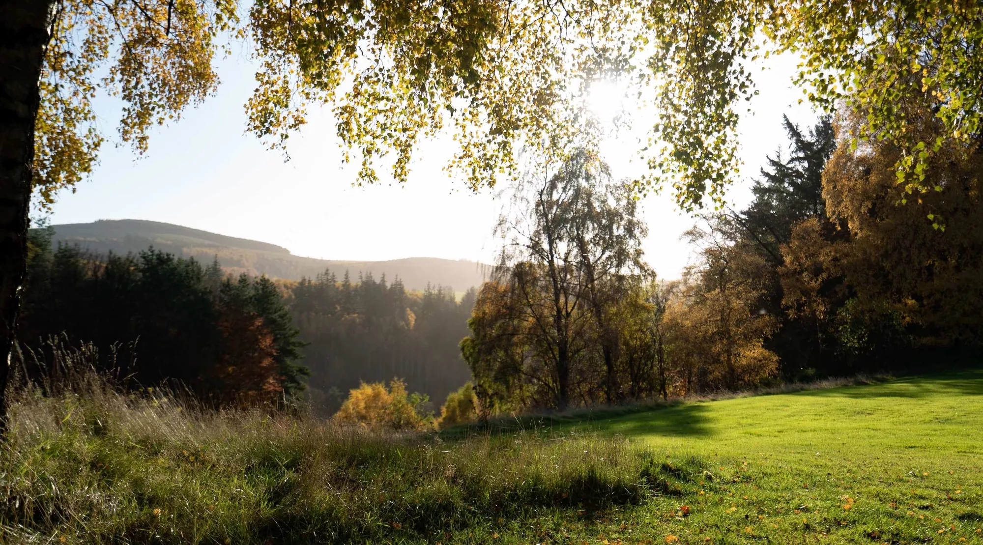 Greenery on The Macallan Estate