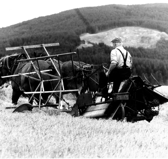 The Macallan Historic Image of Man with Horse in Barley Field