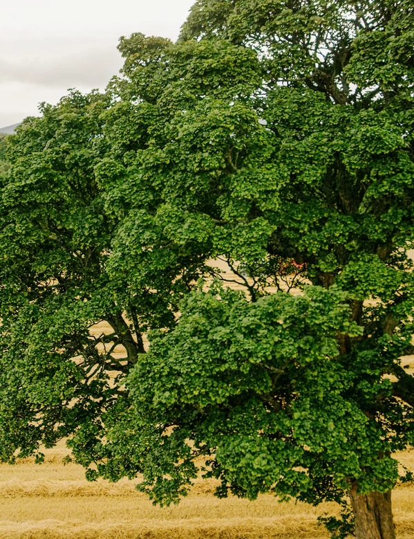 Nature on The Macallan Estate