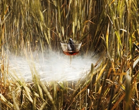 The Macallan Serves in Barley