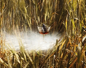 The Macallan Serves in Barley