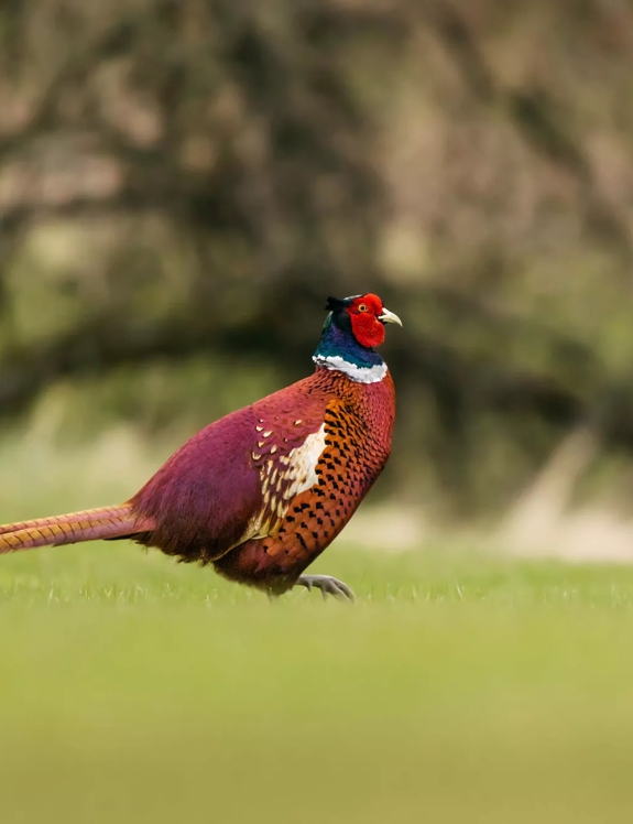 the macallan estate pheasant