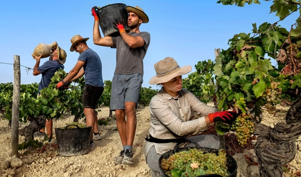 workers in vineyard in jerez spain