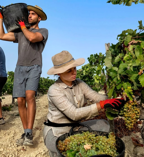 workers in vineyard in jerez spain