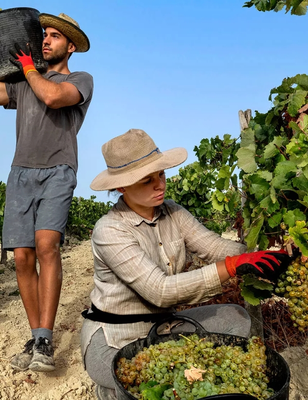 workers in vineyard in jerez spain