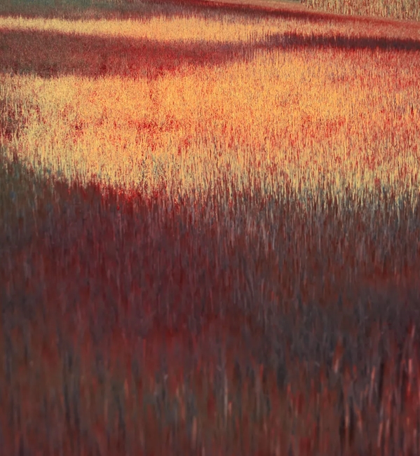 The Macallan Sherry Oak Abstract Photography by Erik Madigan Heck Barley Field Coloured