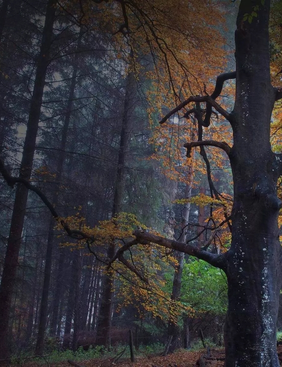 Trees in Forrest 