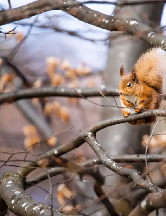 Red Squirrel on The Macallan Estate in a Tree