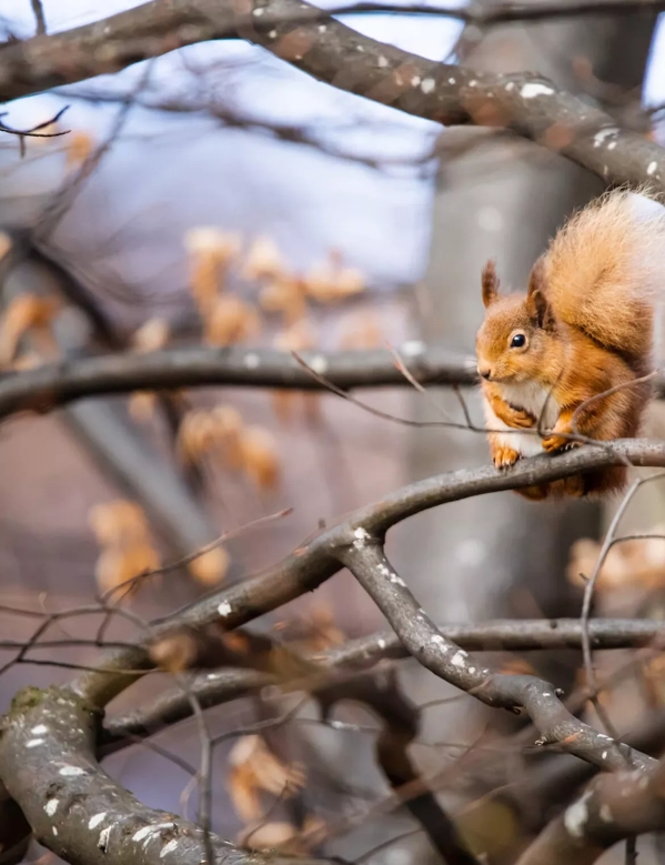 Red Squirrel on The Macallan Estate in a Tree