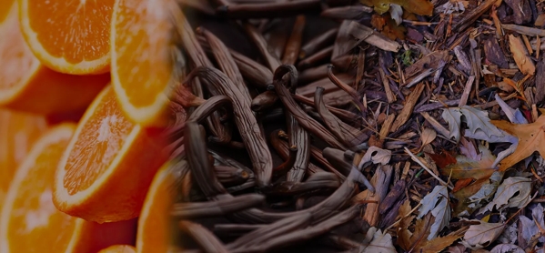 the macallan whisky tasting notes visual