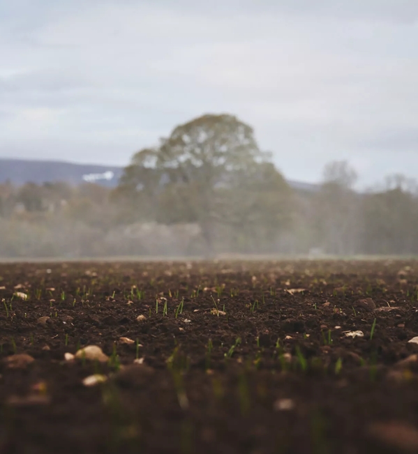 the macallan distillery field ground crops sprouting