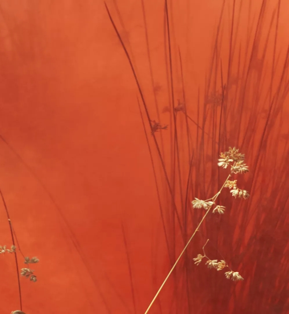 The Macallan Erik Madigan Heck Abstract Photography of Barley for Sherry Oak