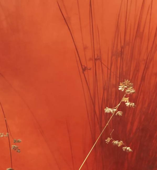 The Macallan Erik Madigan Heck Abstract Photography of Barley for Sherry Oak