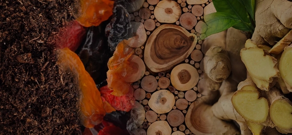 the macallan whisky tasting notes visual