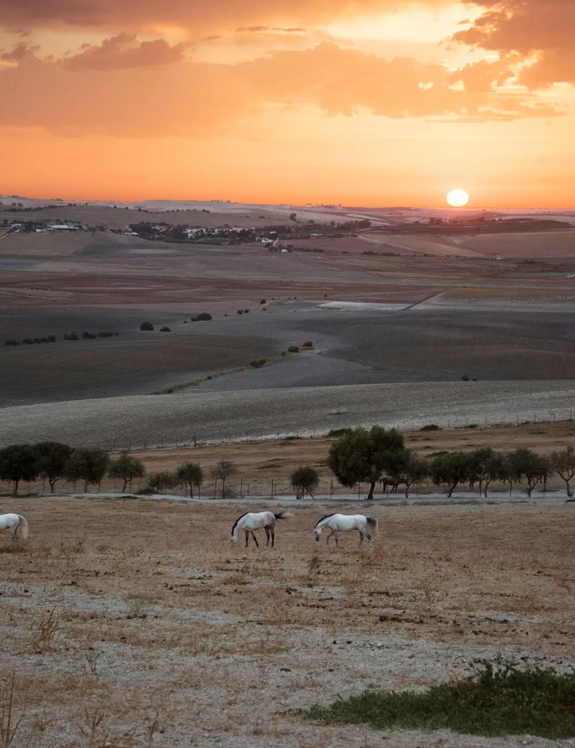 the macallan spanish fields