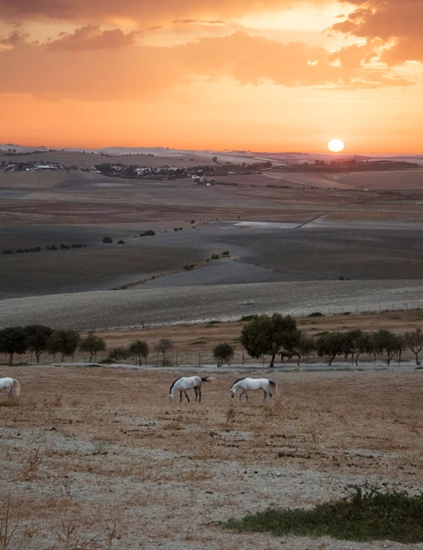 the macallan spanish fields