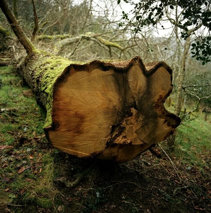 The Macallan Sustainability Tree Cut Down Trunk Bottom