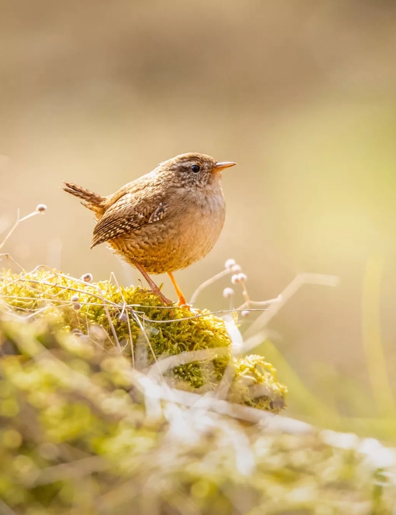 the macallan estate wren