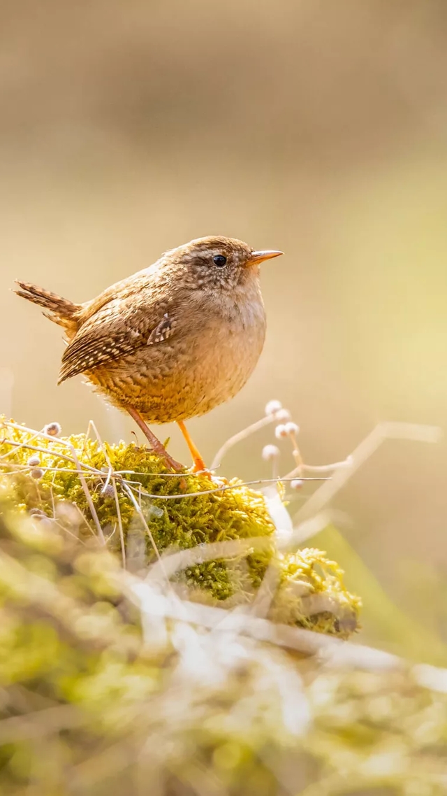 the macallan estate wren