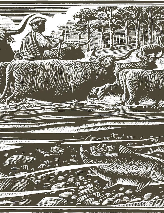 Tales of The Macallan black and white illustration cows