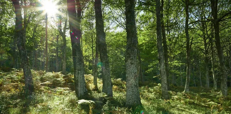 Photography for The Macallan Forest Featured Image for Quest Collection